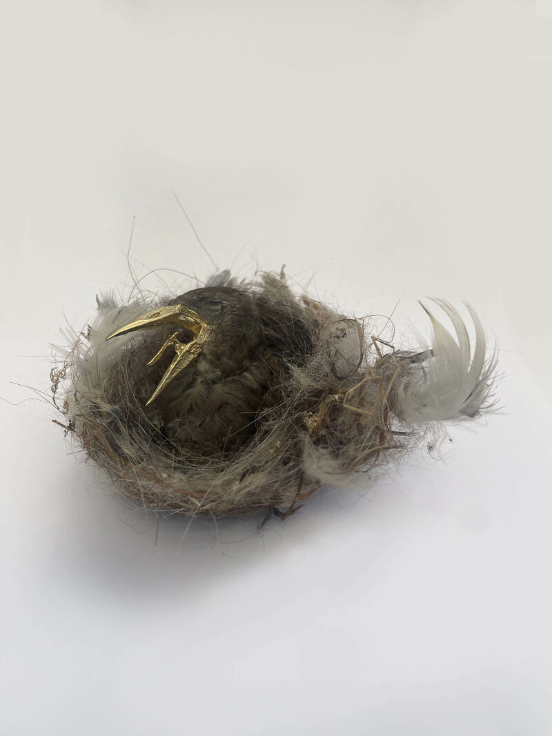 Bird in the Nest - a Sculpture & Installation by Emer Roberts